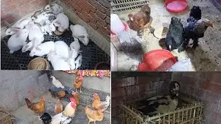 روتيني اخر اليوم عند الطيور