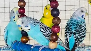 9 Hours of Colorful Budgies Talking companionship &mdash; Natural Happy Chirps to Cheer Your Budgie