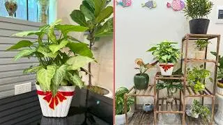 Hanging, Stacking, Styling: Creative Plant Displays for Any Home