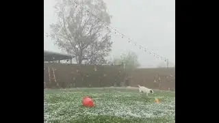 Happy Dog in Hail Storm || ViralHog