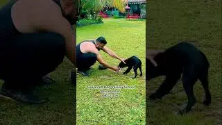 Saajan K9 Dog Training school Mevada￼ Pala 9961310970