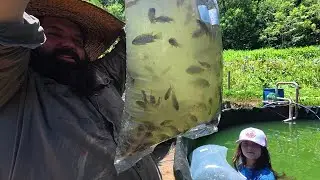 soltando 500 peixes no nosso tanque elevado