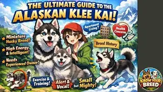 Аляскинский кли-кай &ndash; характеристики, темперамент, уход и факты | Узнайте больше о породе