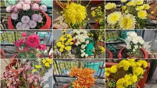Guldaudi Heavy Blooming Chrysanthemum Tips, Fertilizer सेवंती की पूरी जानकारी देखभाल