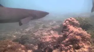 You Actually Do Swim With Sharks in the Galapagos Islands