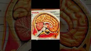 human brain 🧠 structure with name#brain#youtubeshorts#shortsfeed  by shiksha ka safar