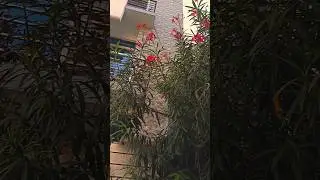 Nerium oleander flower #oleander #flowers #flowerslove