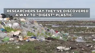 New Enzyme Could Help Break Down Plastic