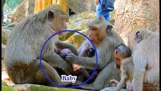 unbelievable mom Jill catch baby monkey Mia crying loudly why mother Mia can't help son