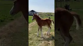 Foal ID # 1 - Video 1