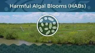 Living Resources: HARMFUL ALGAL BLOOM | Indian River Lagoon Vital Signs