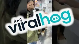 Brave Puppy Gets a Vaccine || ViralHog