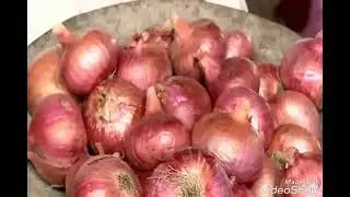 6 Onion and Garlic Post Harvest Management