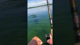 I hooked up with this great white shark  while fishing #sharklife #greatwhitesharks #sharkweek