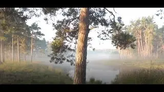 Live Stream | Meditation | Concentration Music | Relaxing Music | Calm Music | Yoga | Study AK Relax