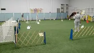 Bailey Advanced  B Oriole Dog Training Club 8/22/25