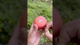 Lifehack skills: 😩🍎😛Removing apple stickers#camping #lifehack #survival #bushcraft #outdoors