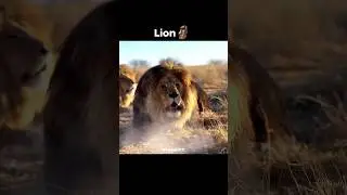 Predators roar ☠️ |Cheetah |Puma |Leopard |Lion |Tiger #lion #edit