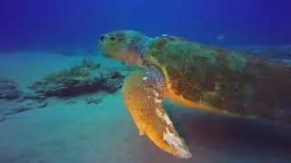 Scuba Diving on Juno Ledge - 3 May 2014