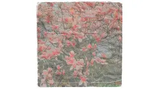 Coltcha - Ikigai