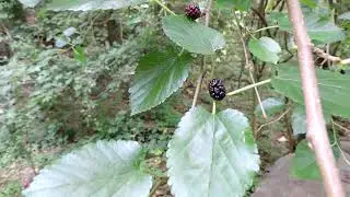 Capital Naturalist: White Mulberry