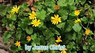 Phillipians 4:19 Scripture Song: 