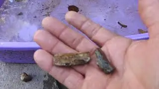 Part 32, petrified bone and a cool lesson.