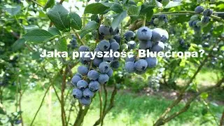 Borówka - jaka przyszłość Bluecropa? Podymniak & Garliński