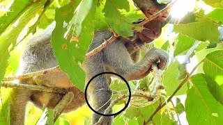 MILLION SAD AND MILLION CRY || MONKEY NANDA GET STRING ON HIS HAND BY BAD HUMAN