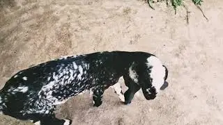 Funny baby goat videos screaming | Goat videos for babies | Animal planet on YouTube