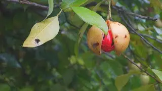 A Nutmeg Interlude