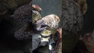 Umigatari  Aquarium