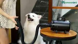 Mxmoonant 2400W 3.2HP Professional Dog Dryer（black）