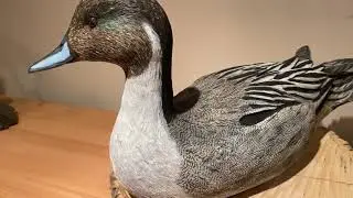 Pintail Drake 2022