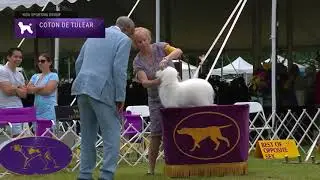 Cotons de Tulear | Breed Judging 2022
