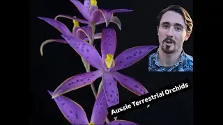 Australian Terrestrial Orchids: Lifecycle & Care with Nick Rust