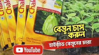 🌱 Hybrid Cycle 422 Brinjal Seedlings 🌱