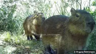 Fauna silvestre del Uruguay.