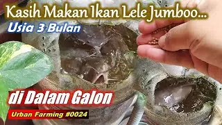 Seperti Ini Reaksi IKAN LELE JUMBO dalam galon Ketika diberi Makan...!!! || #vlog #ikan #2025
