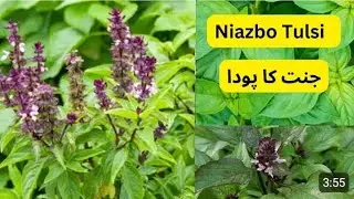 How to grow niazbo plant || benefits of Basil plant || heaven plant || care of Basil plant 