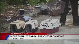 More than 100 animals rescued from Brighton home