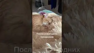 The cat after the New Year holidays