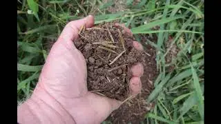 Planting Wild Rice in the Farm Pond
