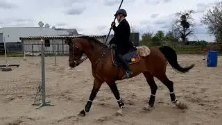 WORKING EQUITATION ONLIJN WEDSTRIJD  EERSEL MEI 2021