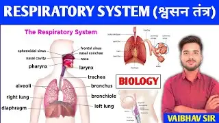 Respiratory System | Respiratory System | Anatomy & Physiology | Organs | Structure & Function