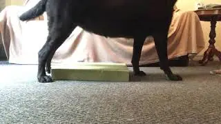 Training the fold-back down