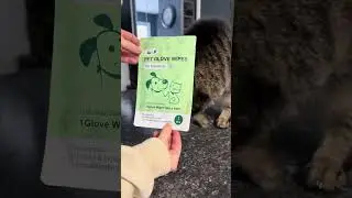 Lickable Pet Glove Wipes for Clean Cats & Dogs #cat #cats #catlover #cattok #dog