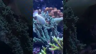 Orange Spotted Filefish going about their business
