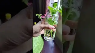 Learn to grow vegetables🌱 #garden #vegetables #flowerpot #farming #plants #succulent #success