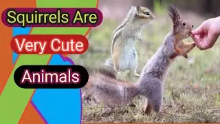 गिलहरी🐿️बहुत ही प्यारा,क्यूट एनिमल्स है | Squirrels Are Very Cute | Beautiful animals | 11 June 2023